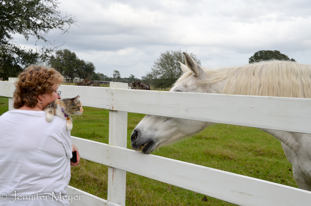 Gypsy was getting to know the horses better.