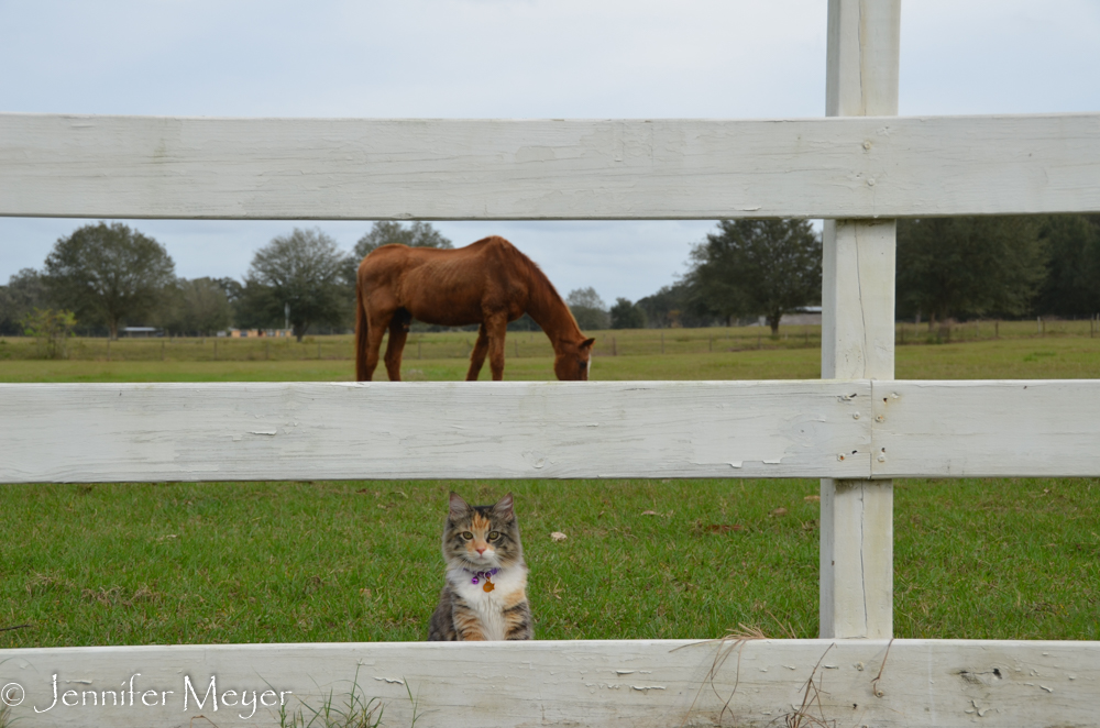 Before long, she was spending all her free time in the pasture.