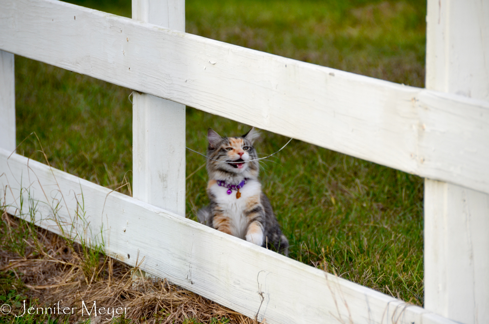 Once she tried to eat grass like they were.