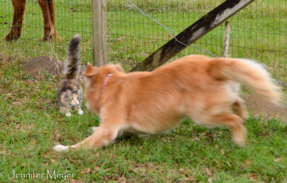 Bailey tries to get Gypsy to play.