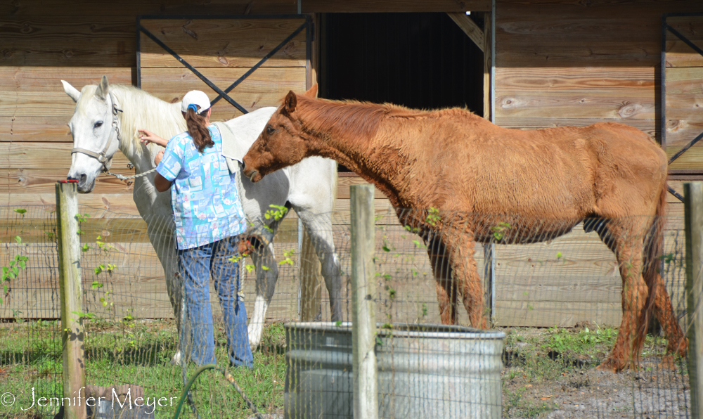 But Mae came twice a day to take care of the animals.