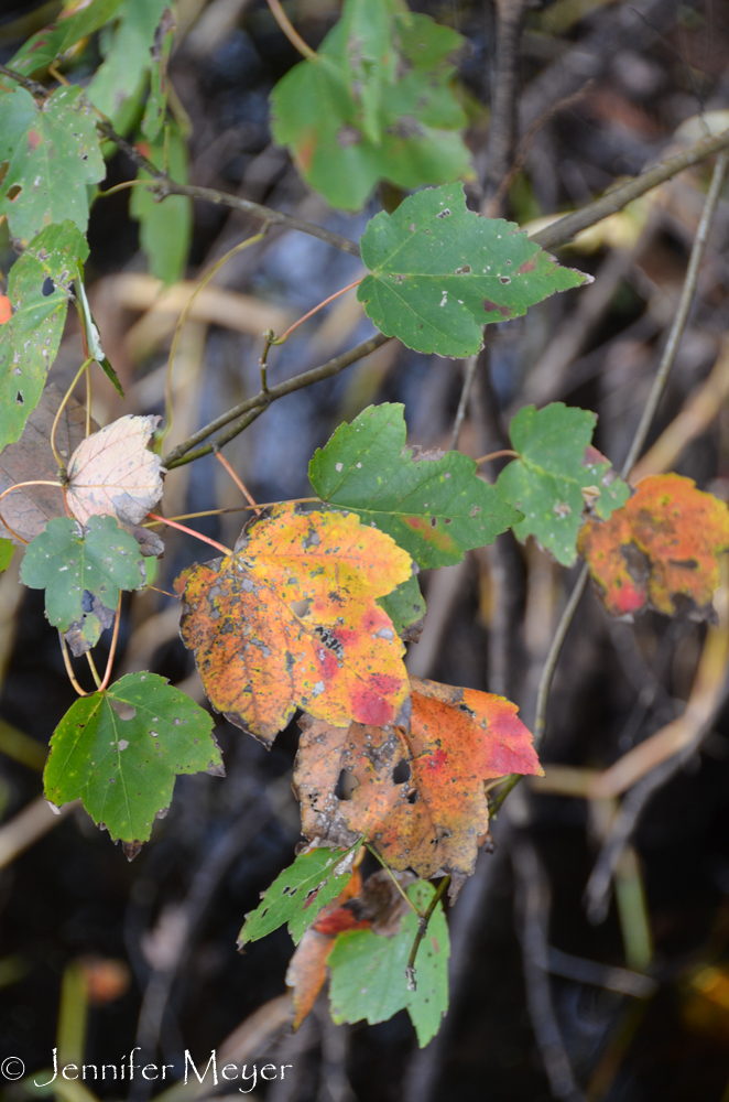 Fall color for Florida.