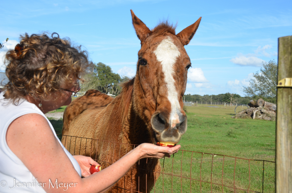 The horses got some Christmas apples.