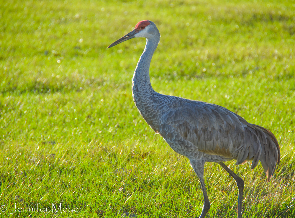 There's a family of four sand hill cranes that live on the ranch.