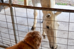 Bailey got to meet the dogs and horses.