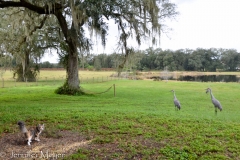 She tried stalking the sand hill cranes.