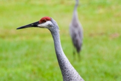 The cranes kept a close eye on her.