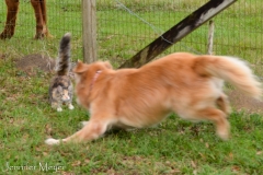 Bailey tries to get Gypsy to play.