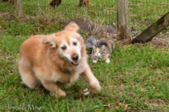 Gypsy is stymied by Bailey's sudden outburst of glee.