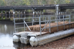 Hay ride, Florida style.