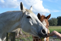 They happliy take treats.