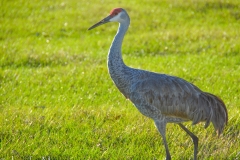 There's a family of four sand hill cranes that live on the ranch.