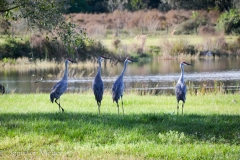 The cranes got a little extra food, too.