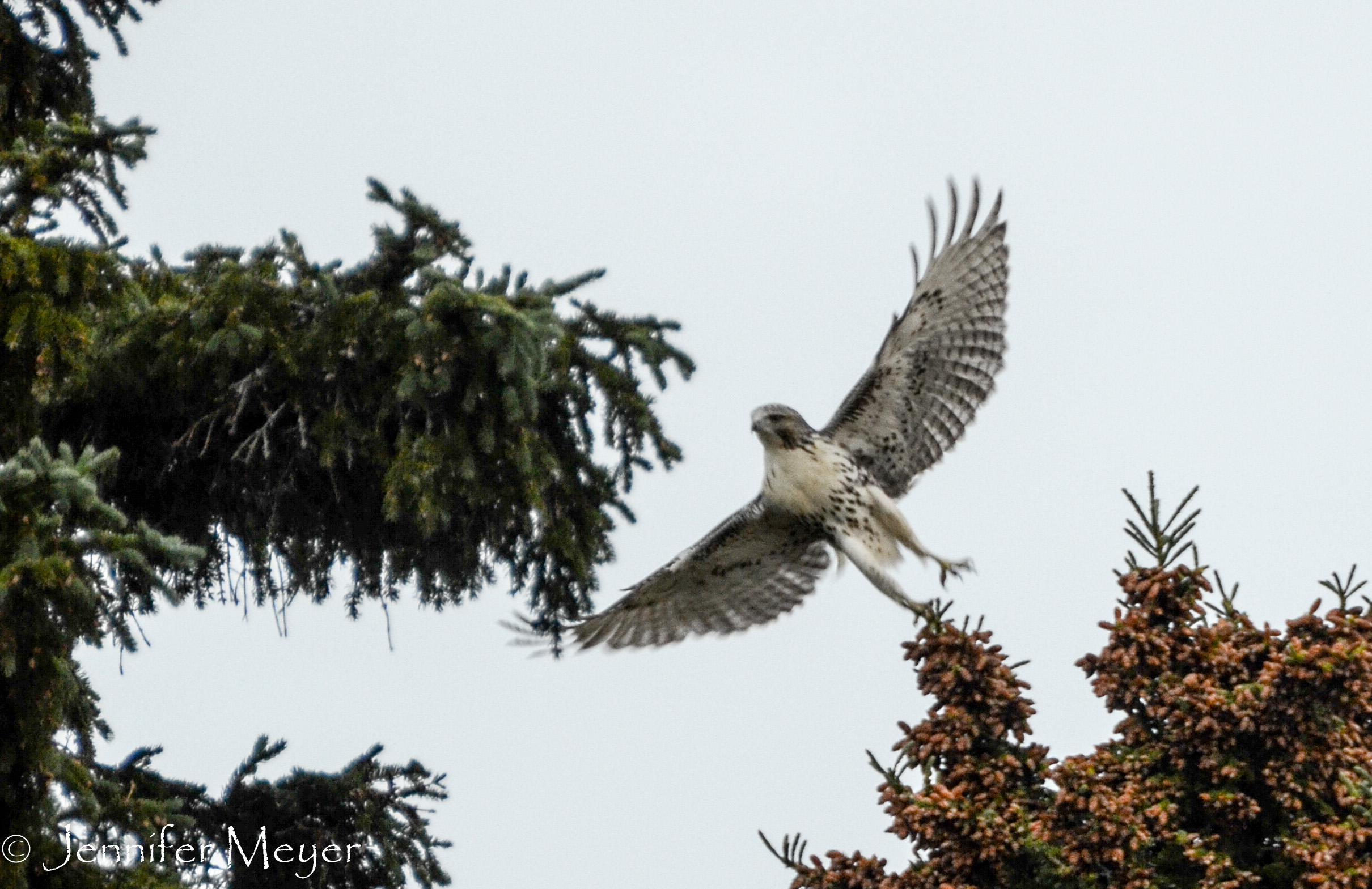 But I saw this hawk on the walk back.