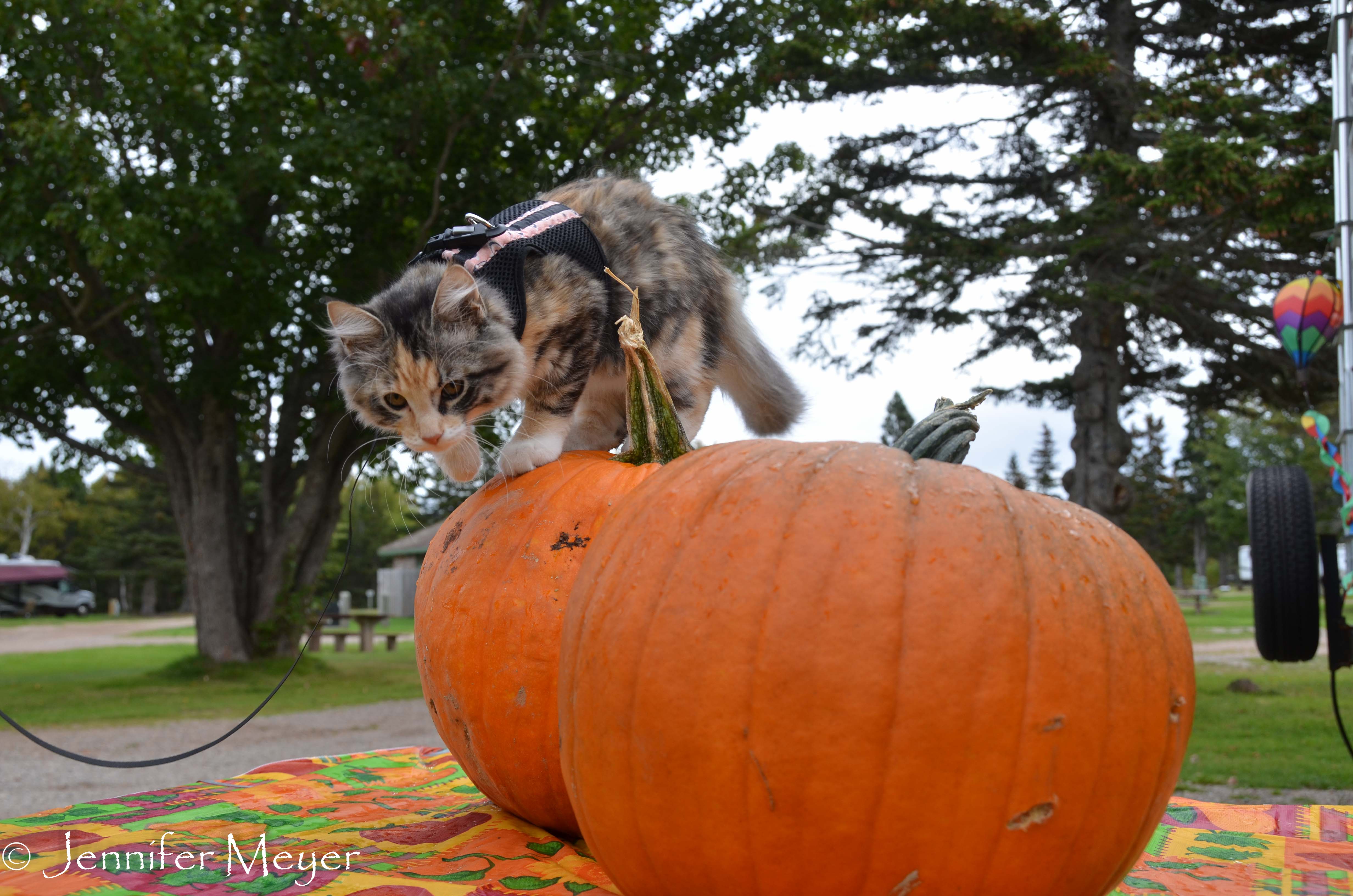 Checking out the pumpkins.