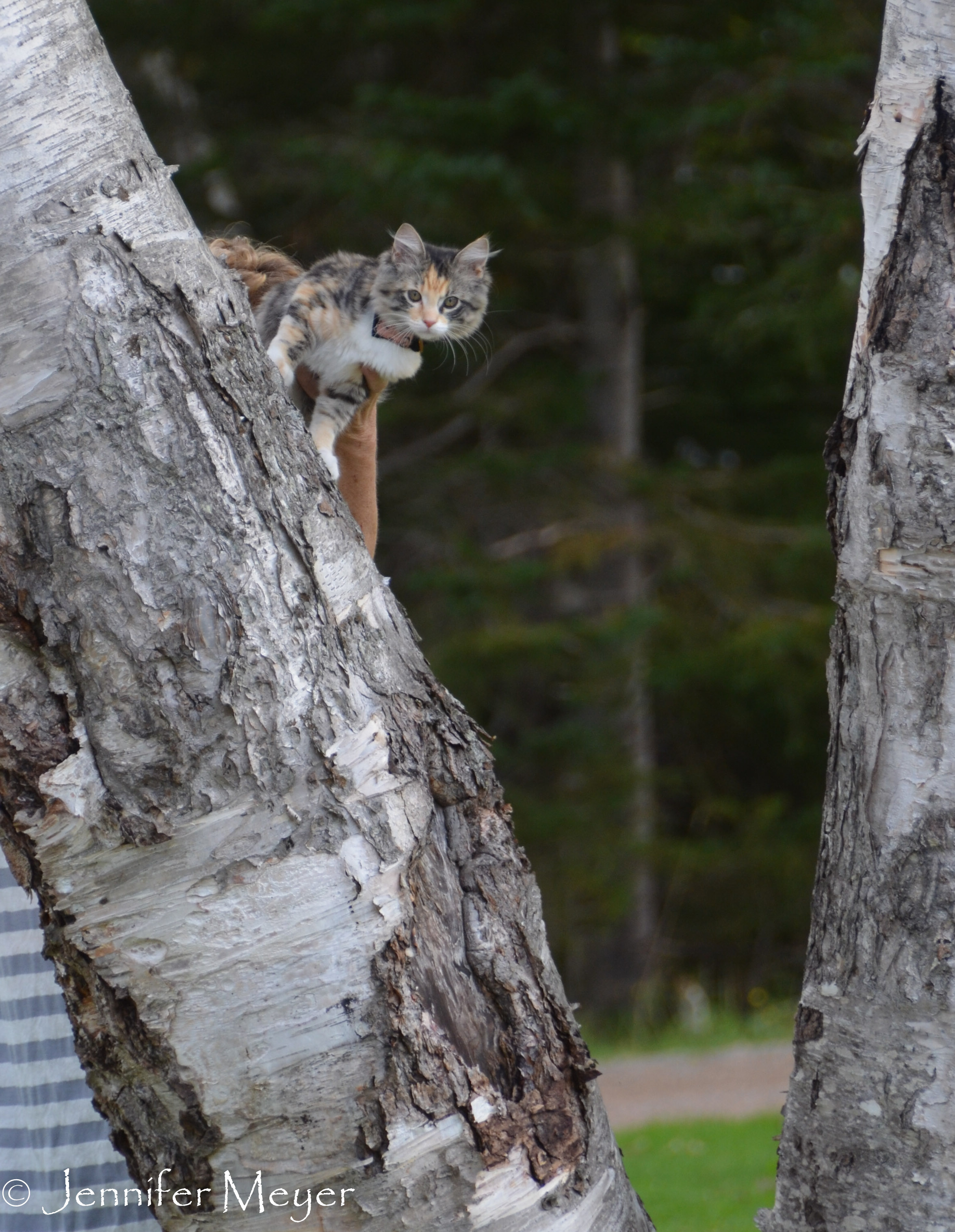 Gypsy loves the trees.
