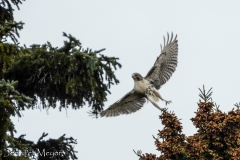 But I saw this hawk on the walk back.