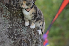 Gypsy watched their dog, Jessie, from a safe perch.