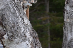 Gypsy loves the trees.