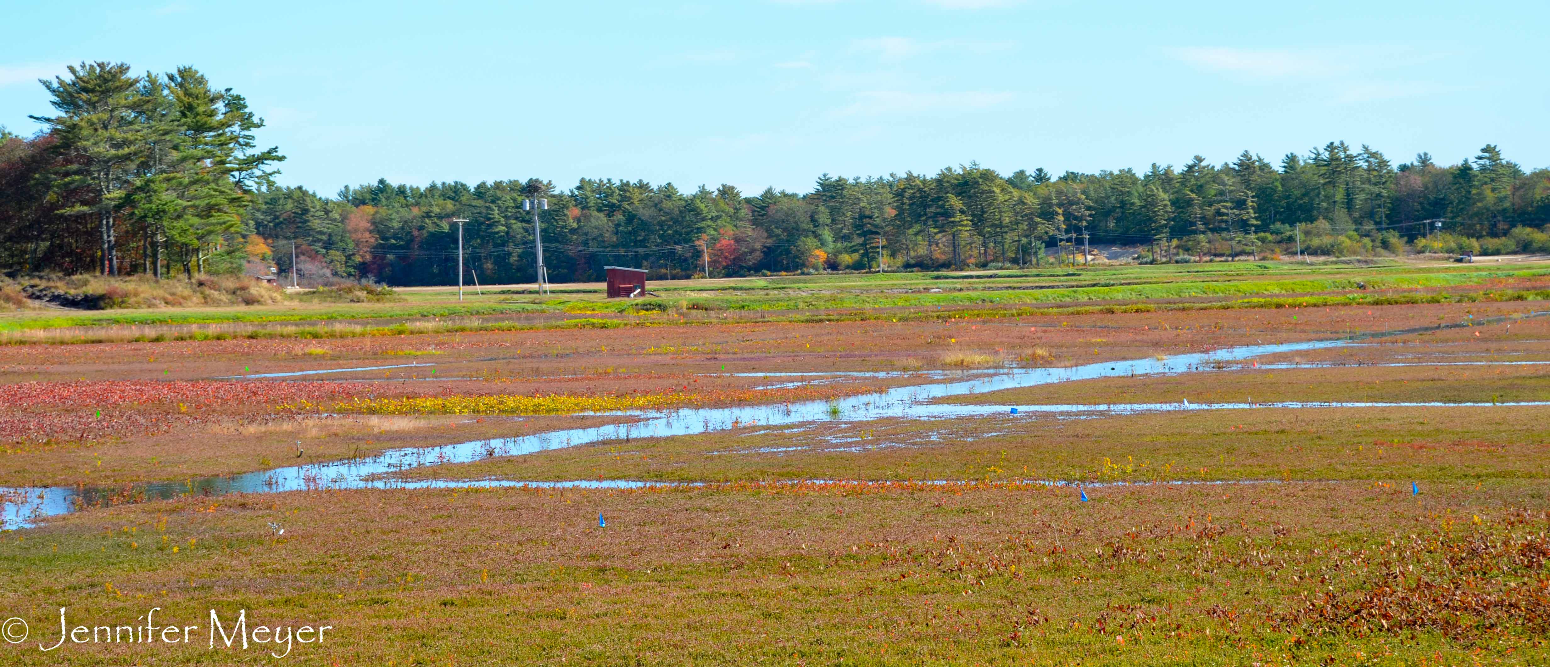 The cranberry bog before harvesting.