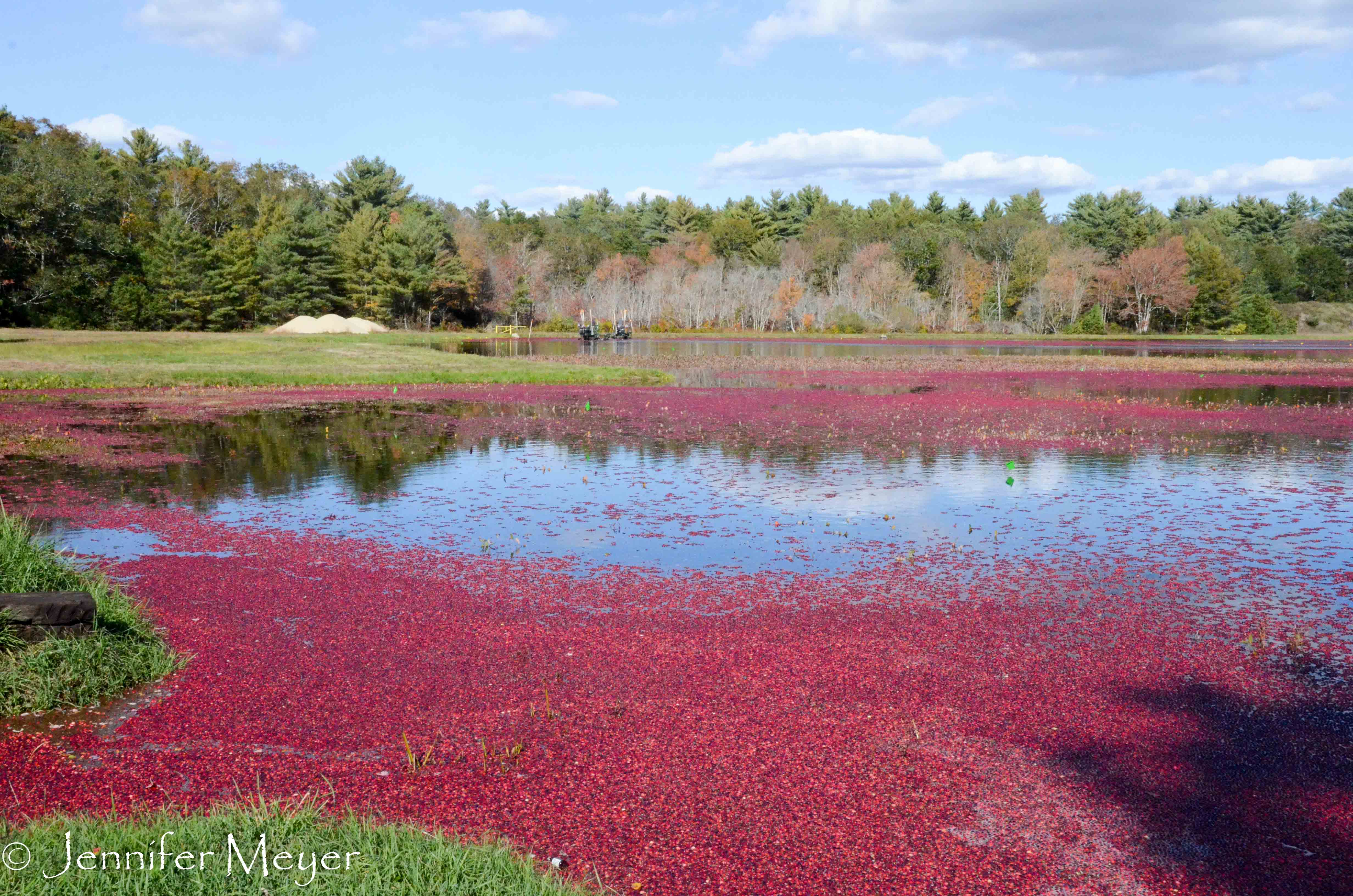 When we came back, they had flooded the bog for harvest.