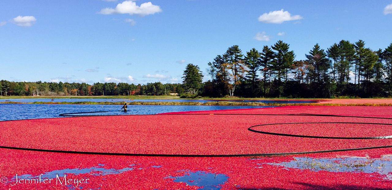 Out in the bog, the berries were being harvested.