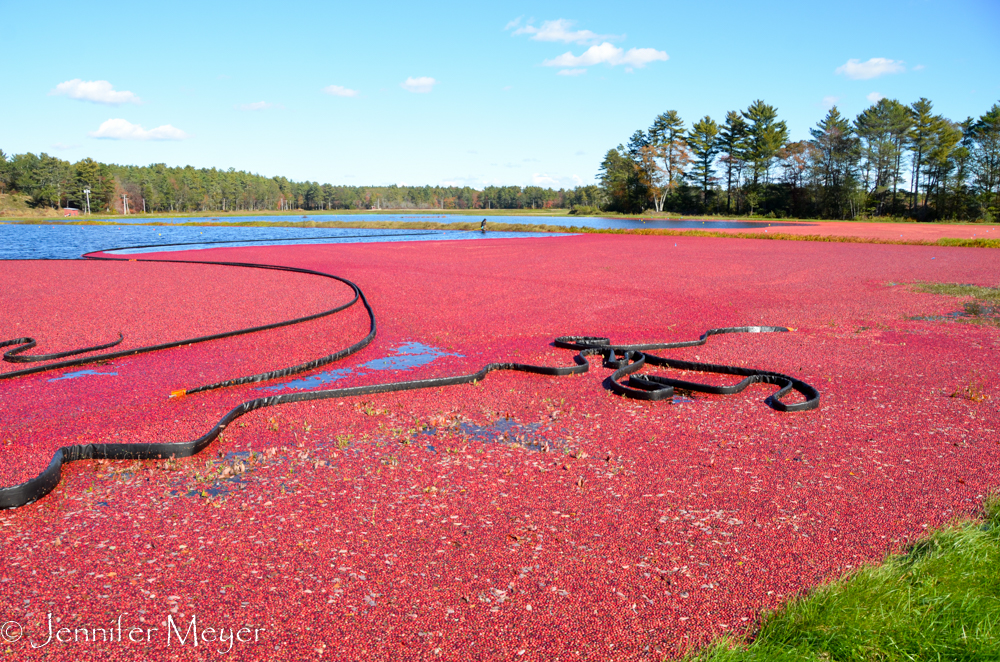 Huge floating hoses corraled in the berries.