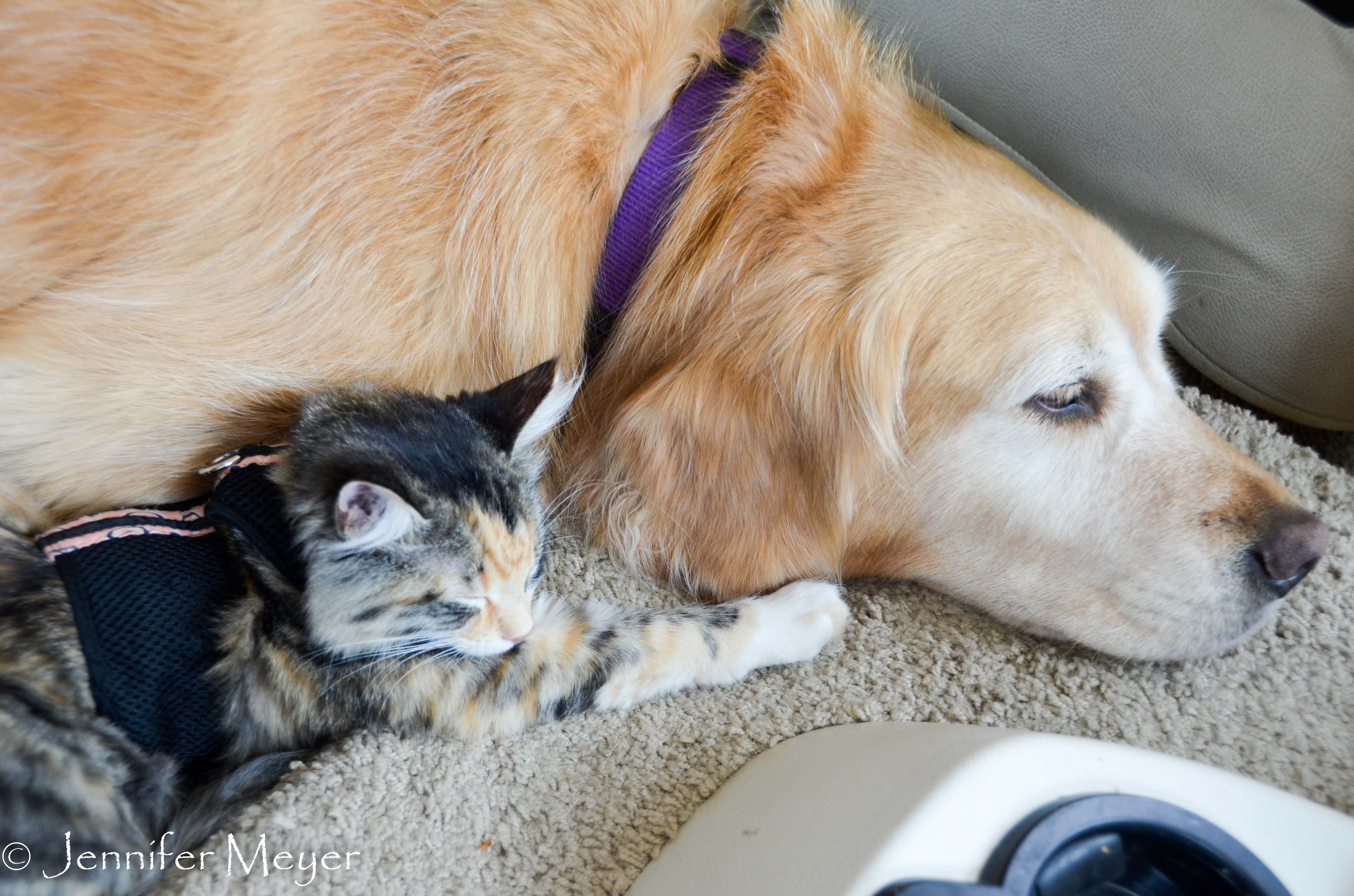 While we drove, these pals snugged.