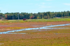 The cranberry bog before harvesting.