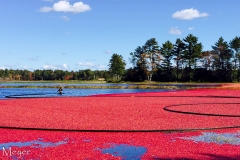 Out in the bog, the berries were being harvested.