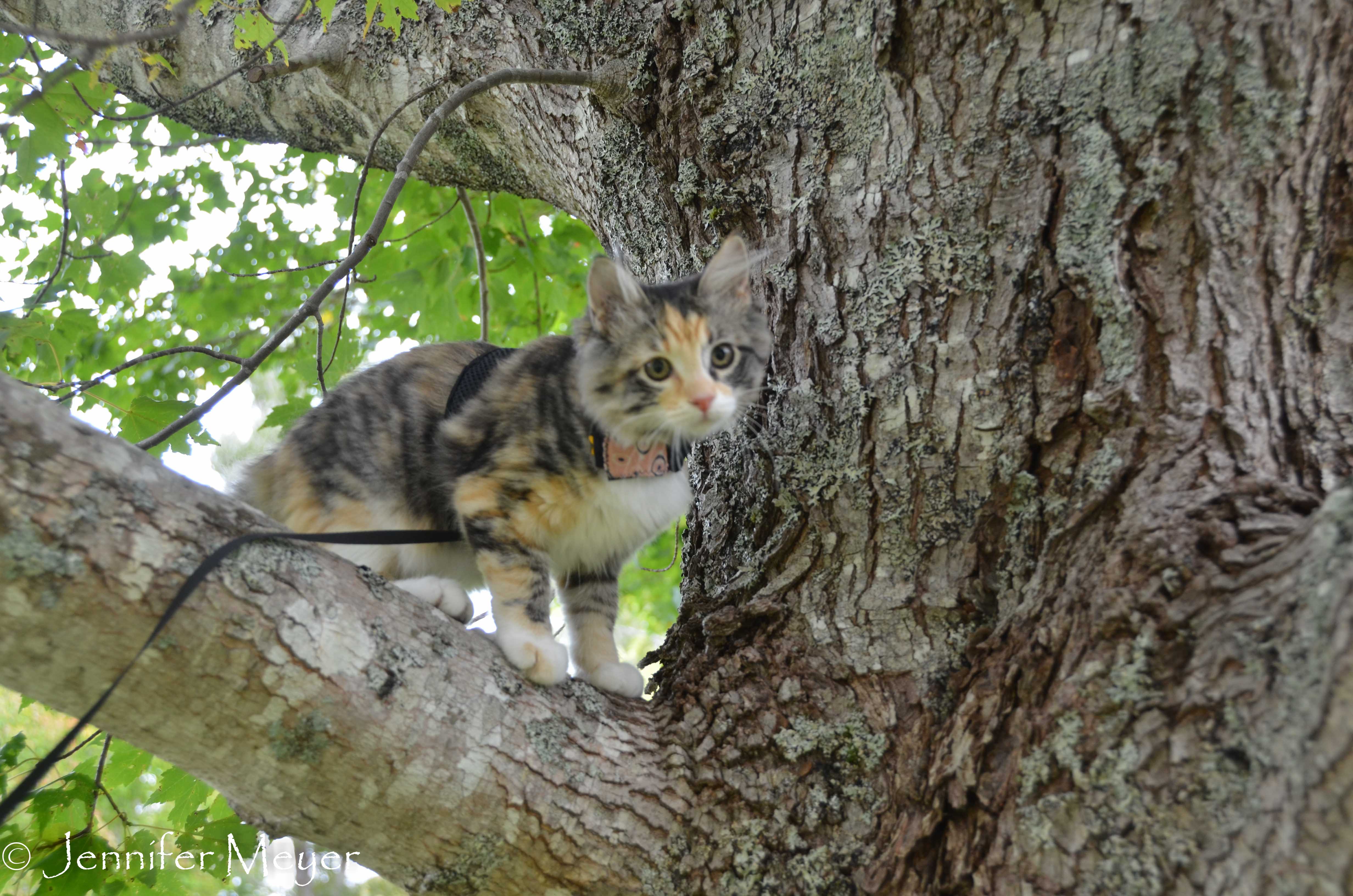 Gypsy in a tree.