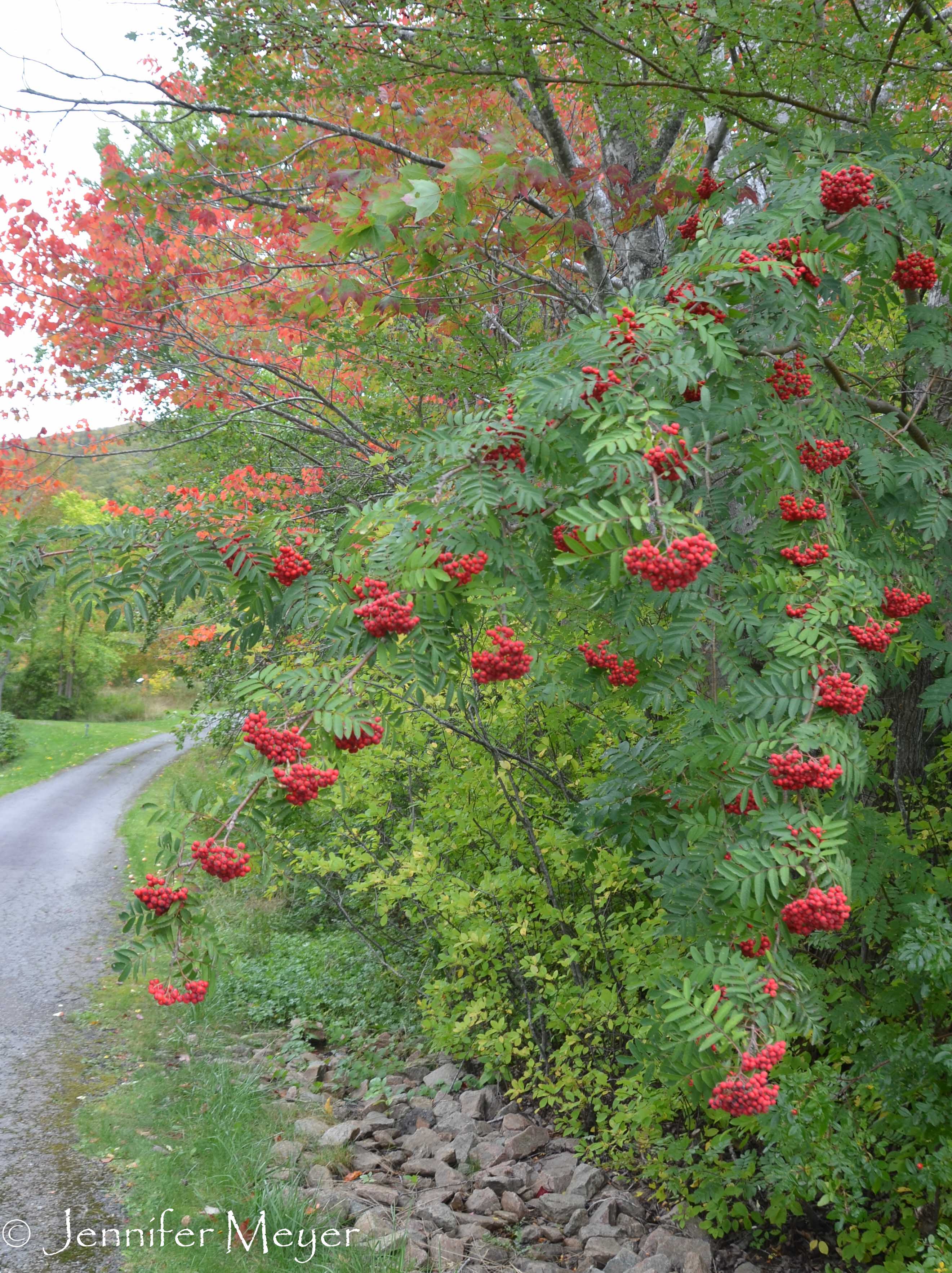 Berries and leaves.