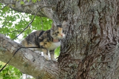 Gypsy in a tree.