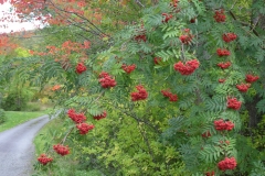 Berries and leaves.