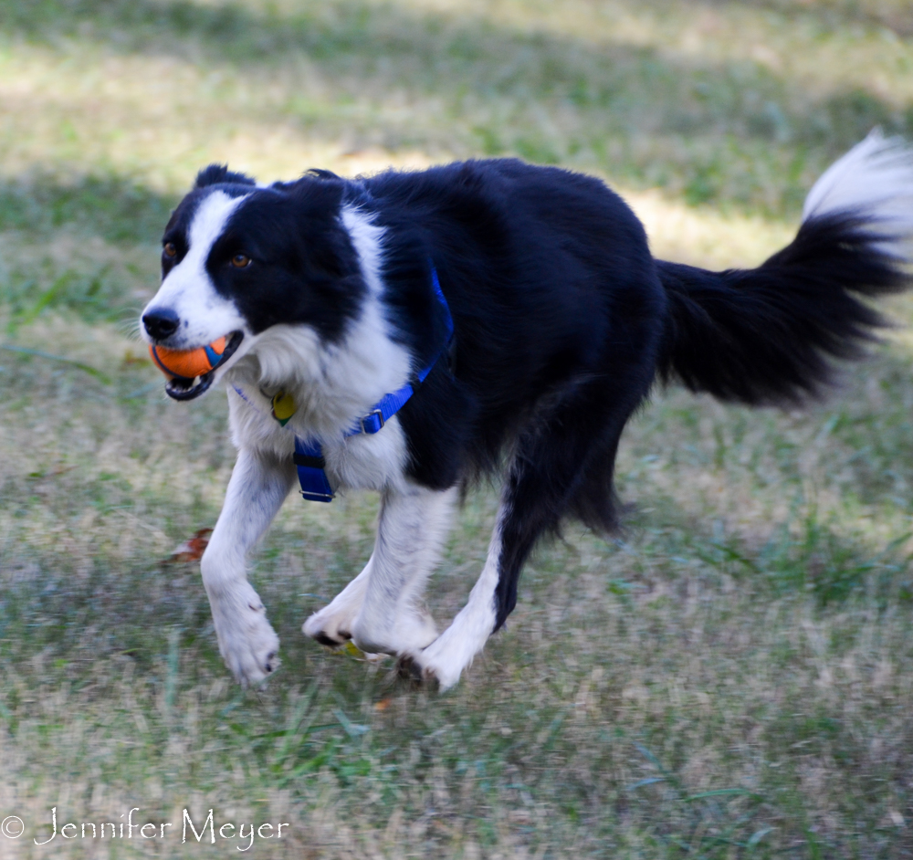 Sadie's a great dog.