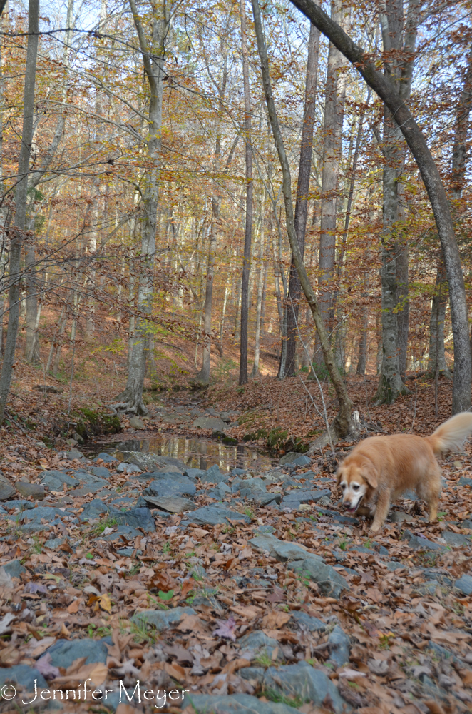 Bailey was so happy to run free with Sadie.