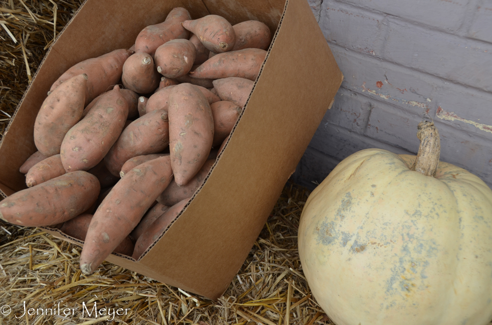 Yams and pumpkins, too.