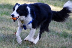 Sadie's a great dog.