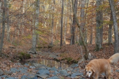 Bailey was so happy to run free with Sadie.