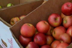 Local apples are sold outside the hardware store.