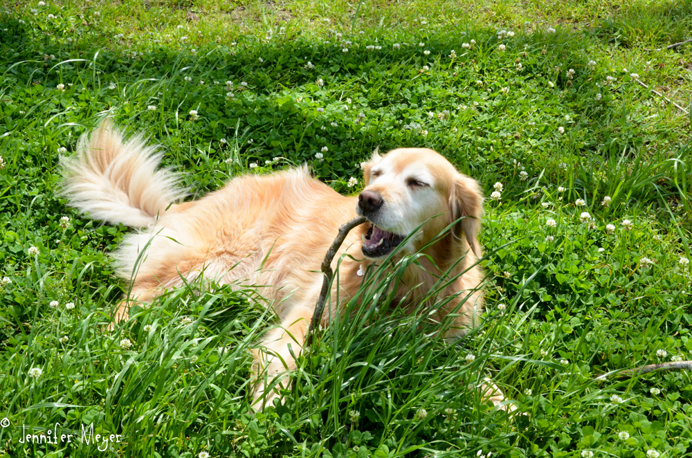 Green grass to roll in and sticks to chew.