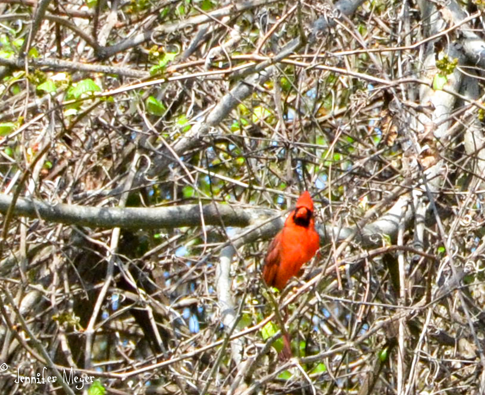 Lots of cardinals there.