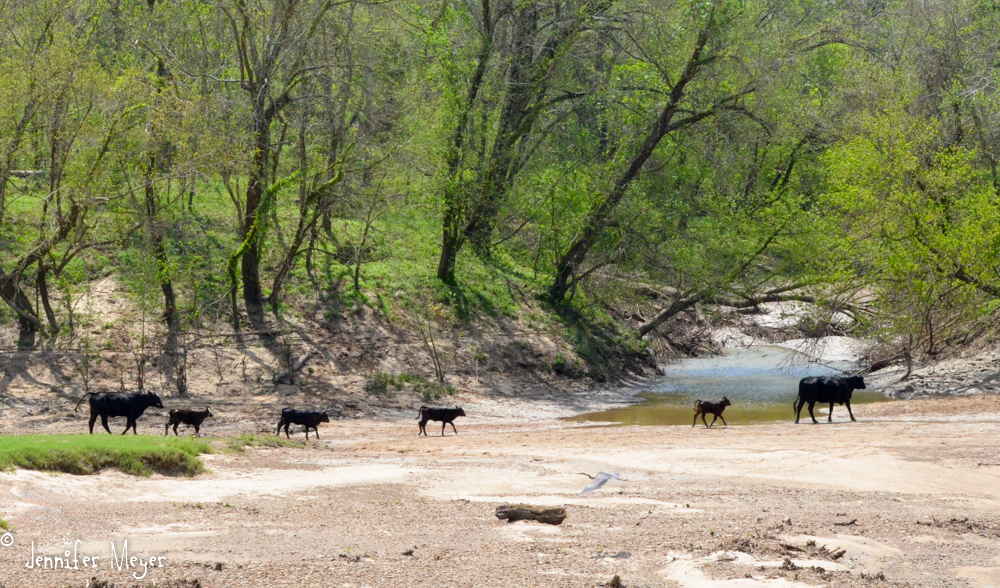 Free range cows.