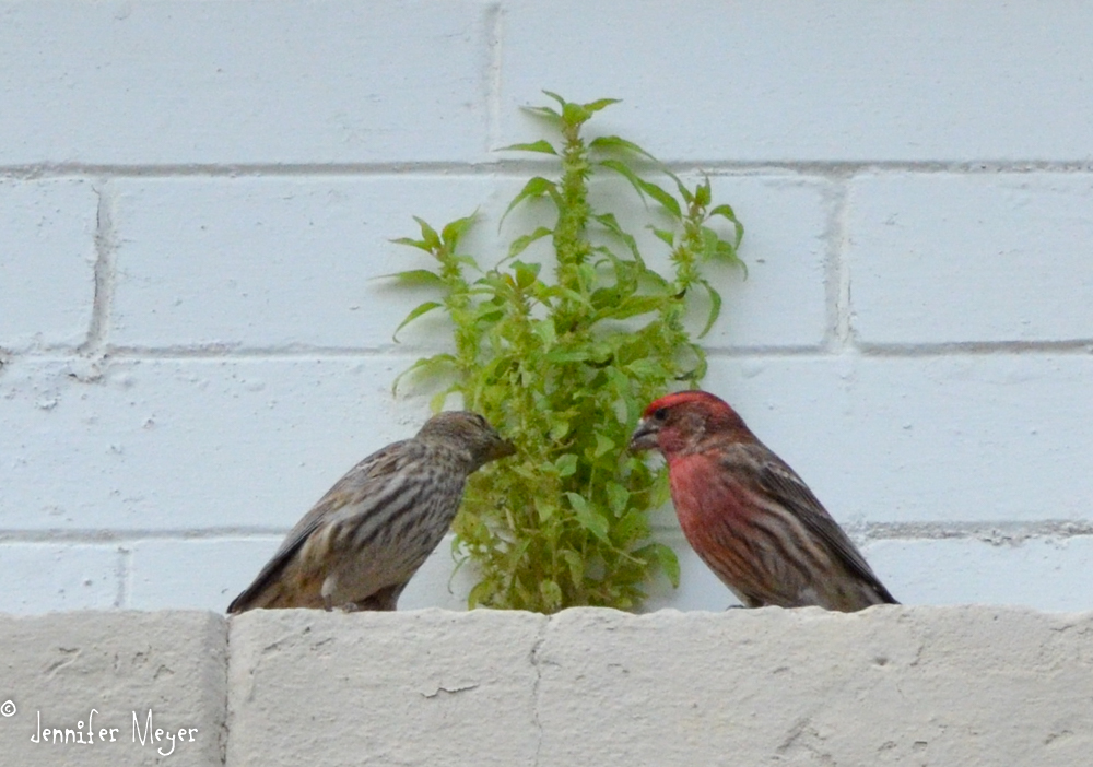 A pair of finches.