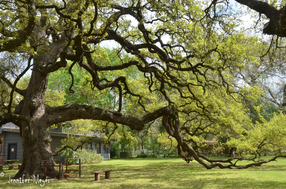 Beautiful live oak.