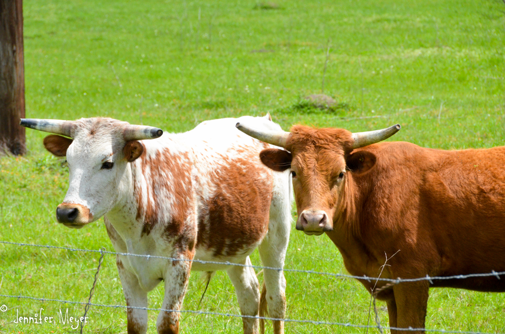 Baby big horns.