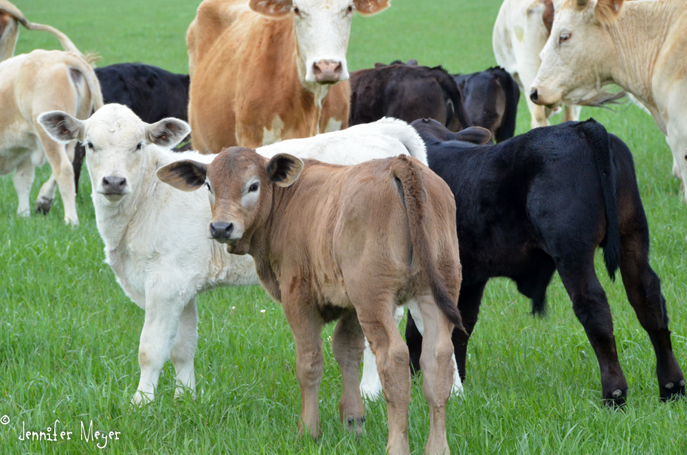 These seemed like happy cows.