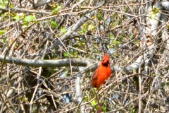 Lots of cardinals there.