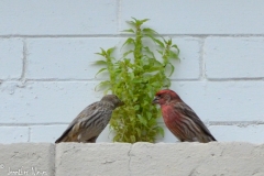 A pair of finches.