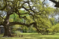 Beautiful live oak.